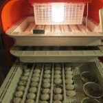 Incubateur oeufs tortues