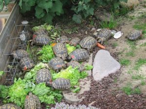 Adultes varoises