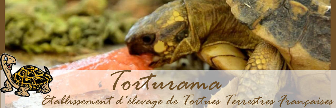 Législation - Tortue de terre info