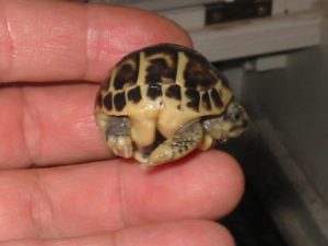 bebe