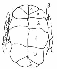 ecaille plastron