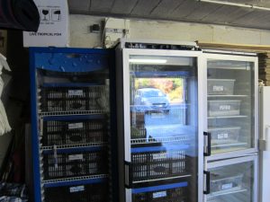 frigos