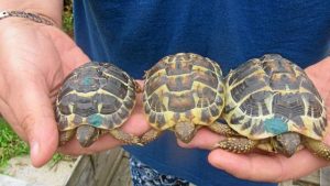Elevage Tortues Hermann